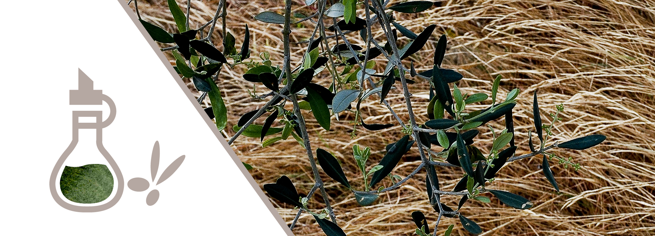 slideprodotti_1000x360_2