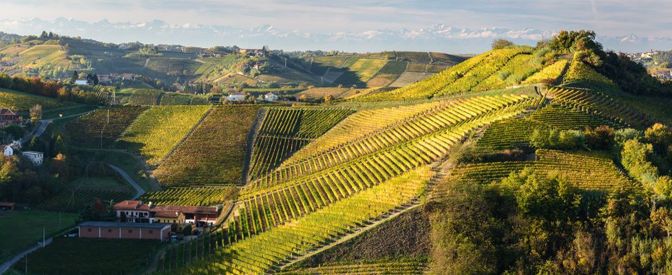 Antica cascina dei conti di roero produces wines since 1950