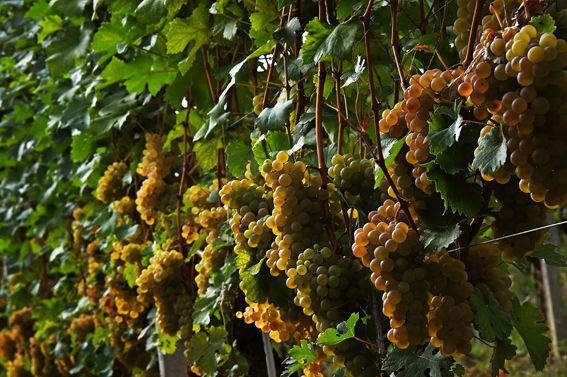 Antica cascina dei conti di roero vineyard grapes in Italy