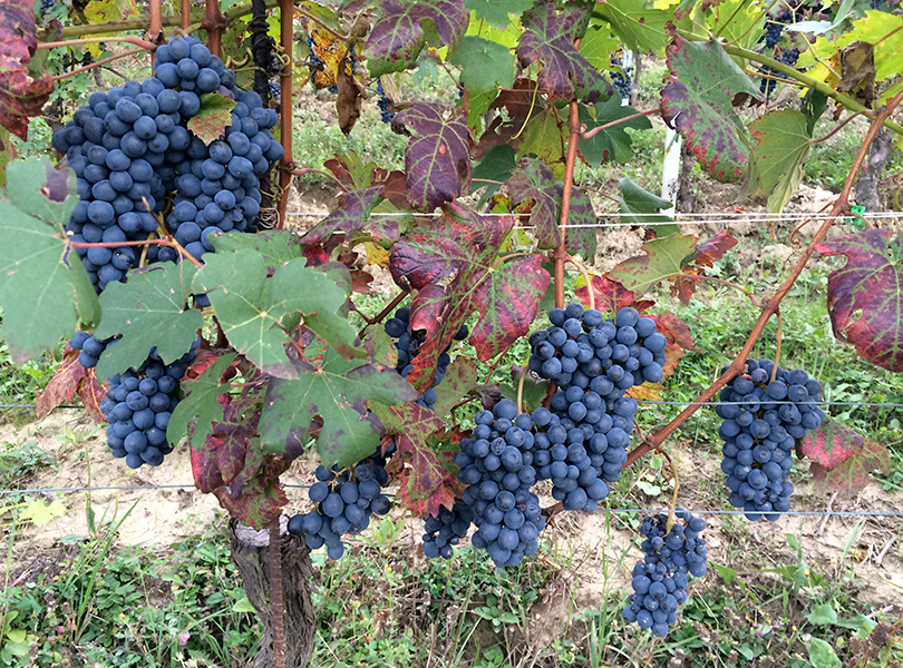 Camparo Grapes natural organic wine australia