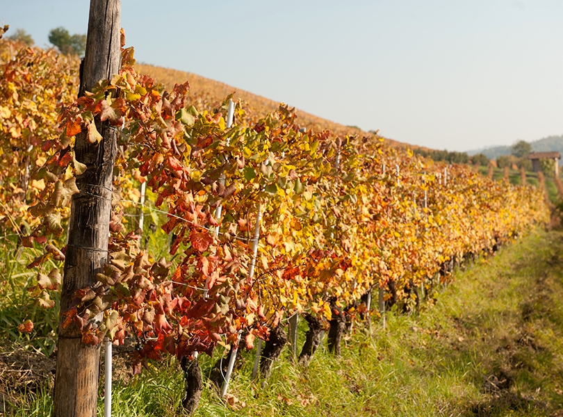 Camparo organich method wine vineyard