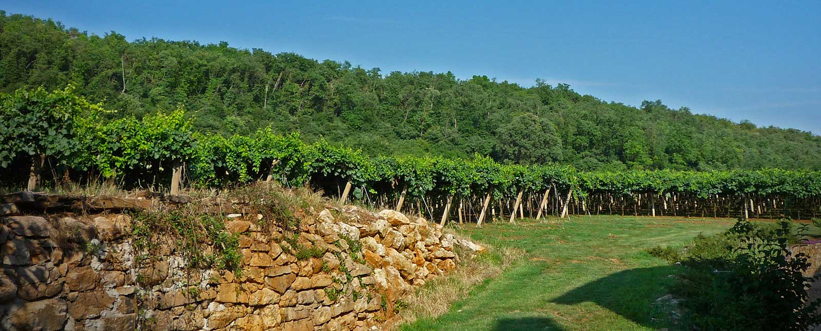 LaPria_1 La Pria Biodynamic natural prosecco Glera Balbi grape