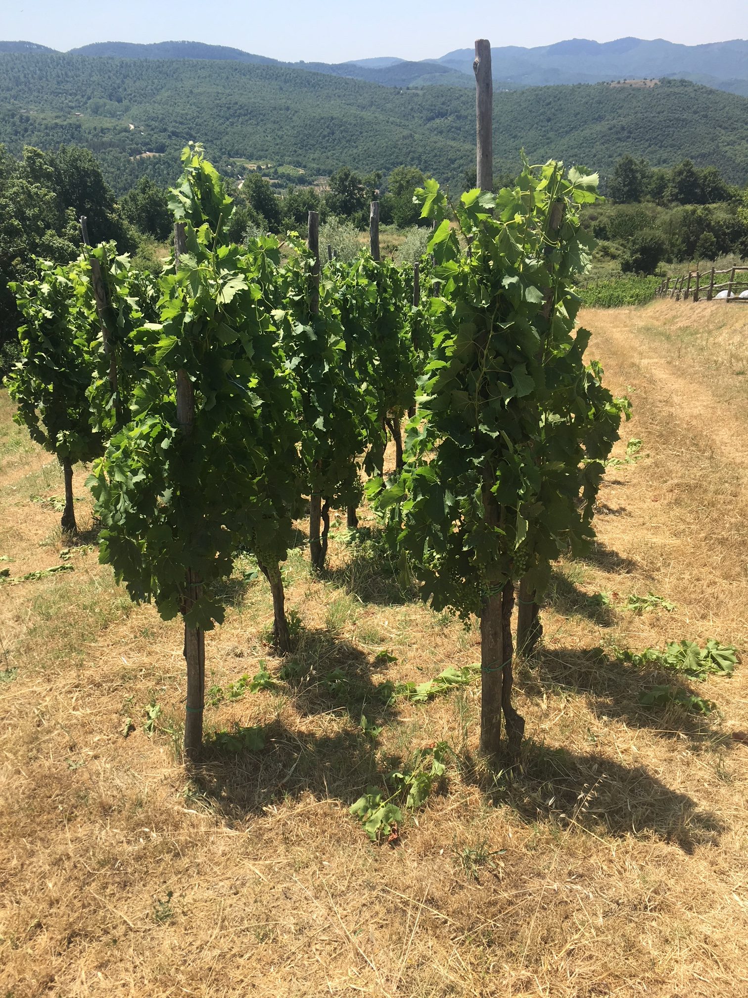 Pomaio grapes and natural wine Italy