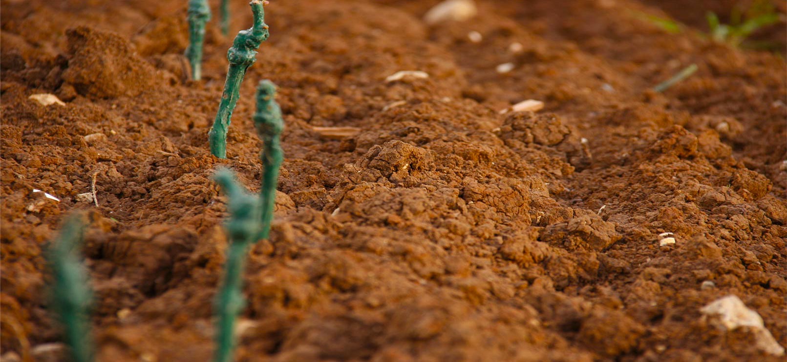 Prosecco soil La Pria Natural Bio prosecco soil
