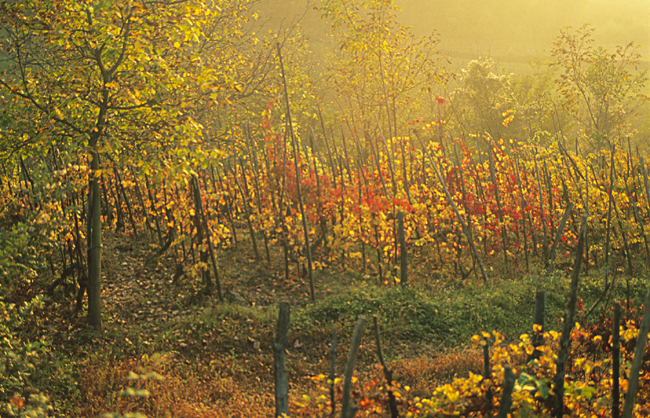 Vercesi del castellazzo vineyard natural wine australia