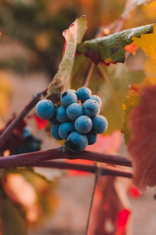 Optimized-bertrand-bouchez-RNkPHoutDaY-unsplash