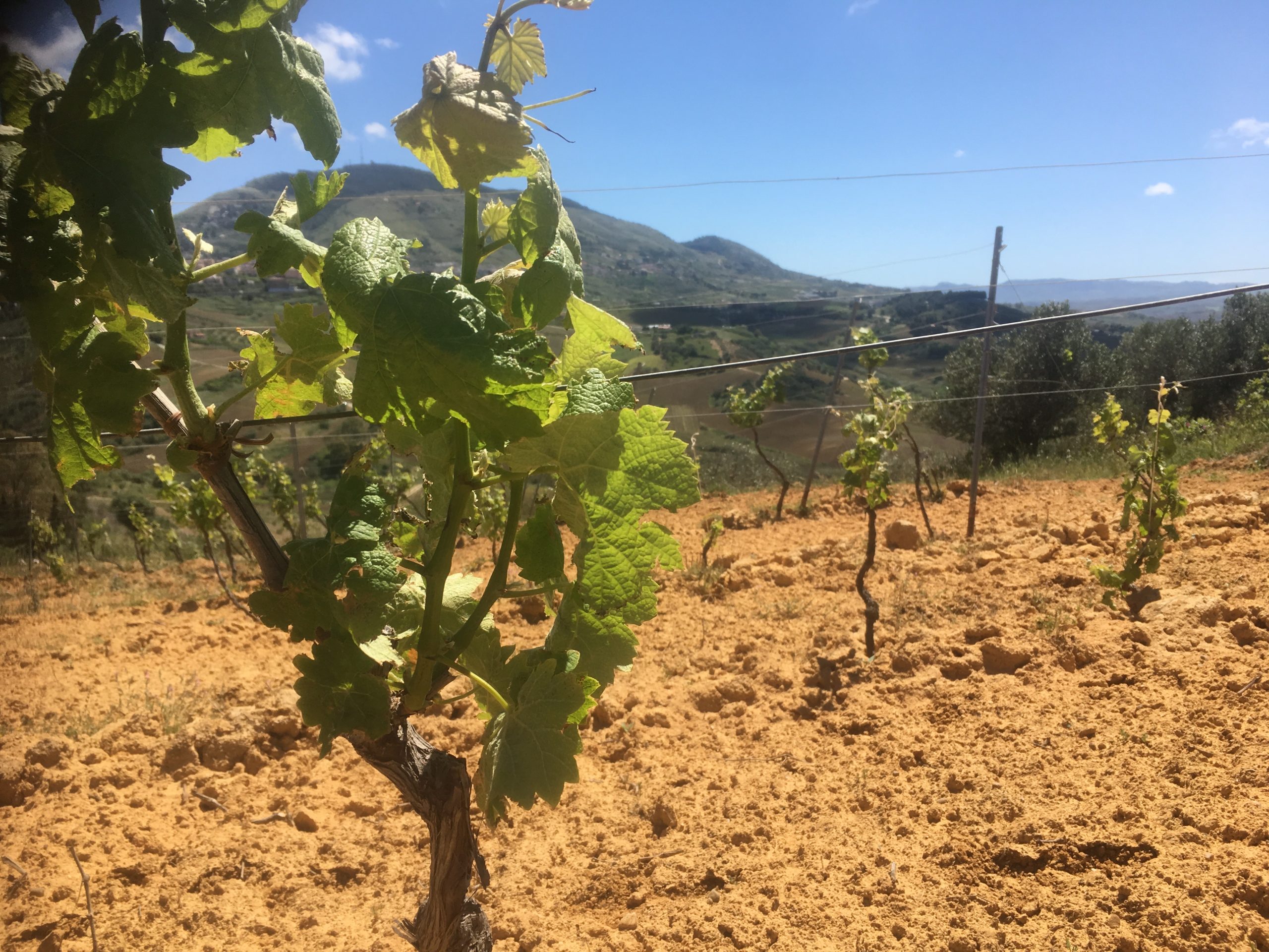 Aldo Viola soil and vineyard