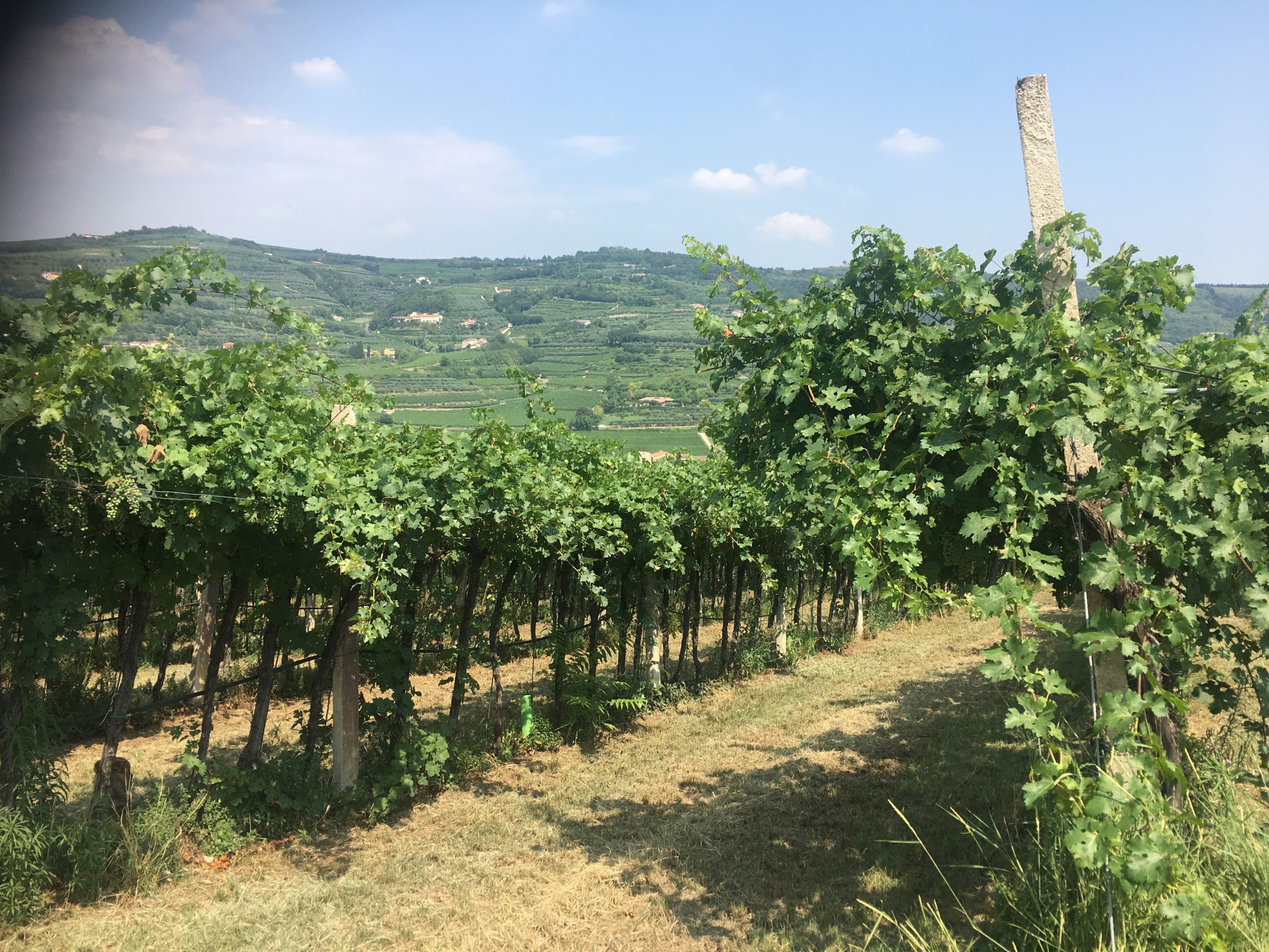 Il Montecaro Vineyard Valpolicella DOCG
