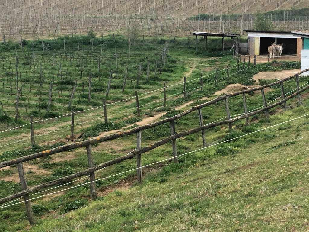 Terre del veio and best techniques to preserve the wine